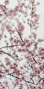 Flowers,Branches,Flowering,Bloom,Sakura,Spring