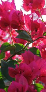 Gros Plan,Ensoleillé,Bougainvillier,Bougainvillée,Fermer,Branches,Fleurs,Floraison