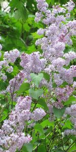 Verdure,Fleurs,Lilas,Branches,Légumes Verts,Source,Floraison,Printemps