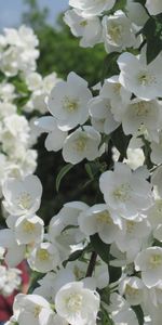 Flowers,Branches,Flowering,Jasmine,Bloom,Spring