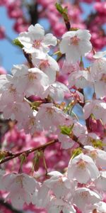 Flowers,Branches,Flowering,Kidney,Kidneys,Close Up,Bloom,Spring