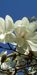 Flowers,Branches,Flowering,Magnolia,Sky,Close Up,Bloom