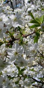 Flowers,Branches,Flowering,Mood,Leaves,Bloom,Spring