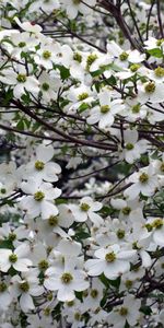 Flowers,Branches,Flowering,Snow White,Dogwood,Bloom,Garden