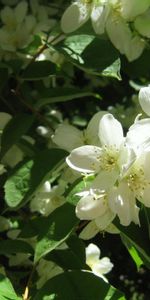 Flowers,Branches,Greens,Bloom,Flowering,Jasmine,Spring