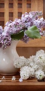 Flowers,Branches,Jug,Scissors,Lilac,Bench