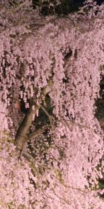 Flores,Árboles,Sucursales,Ramas,Naturaleza