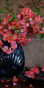 Assiette,Plaque,Branches,Fleurs,Pétales,Source,Vase,Floraison,Printemps