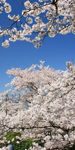 Flores,Cielo,Sucursales,Ramas,Florecer,Primavera,Floración,Sakura