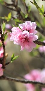 Flowers,Branches,Spring,Sakura