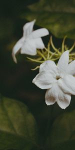 Flowers,Branches,Stem,Stalk