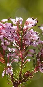 Flowers,Branches,Wild Flower,Erica Multiflora