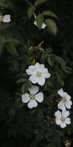 Flowers,Briar,Bush,Bloom,Flowering