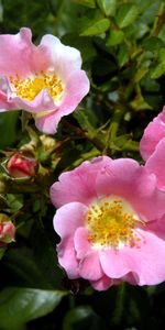 Flowers,Briar,Bush,Flowering,Close Up,Greens,Bloom