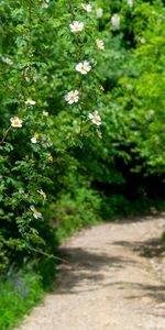 Briar,Planter,Fleurs,Plante,Floraison,Buisson