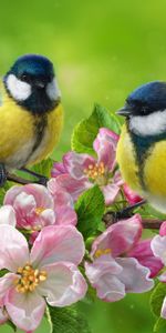 Flowers,Bright,Bird,Tit,Titica,Art