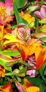 Flowers,Bright,Bouquet,Alstroemeria,Colorful