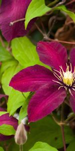 Flowers,Bright,Branches,Flowering,Clematis,Bloom