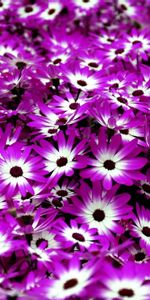 Flowers,Bright,Cineraria,Bicolor,Two Color