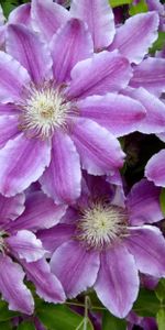 Flowers,Bright,Clematis,Leaves