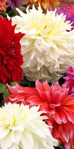 Brillant,Différent,Fleurs,Fermer,Gros Plan,Bouquet,Dahlias