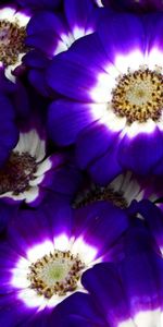 Flowers,Bright,Close Up,Colorful,Cineraria