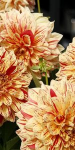 Flowers,Bright,Close Up,Dahlias,Mottled,Variegated