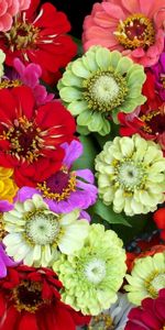 Brillant,Différent,Zinnia,Cincinnati,Fleurs,Coloré