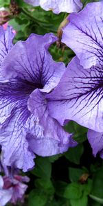 Flowers,Bright,Flowerbed,Flower Bed,Colorful,Petunias