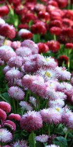 Brillant,Différent,Parterre,Parterre De Fleurs,Marguerites,Fleurs