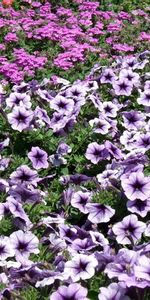 Brillante,Cama De Flores,Parterre,Lote,Mucho,Petunia,Flores