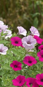 Flowers,Bright,Greens,Flowerbed,Flower Bed,Petunia