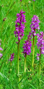 Flowers,Bright,Greens,Glade,Polyana