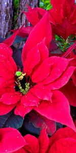 Flowers,Bright,Greens,Poinsettia