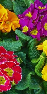 Flowers,Bright,Greens,Primrose,Colorful