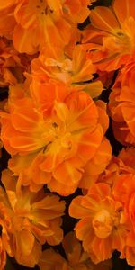 Flowers,Bright,Loose,Disbanded,Lot