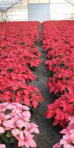 Flowers,Bright,Lot,Poinsettia,Greenhouse