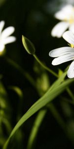 Flores,Brillante,Macro