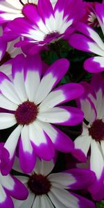 Flowers,Bright,Petals,Cineraria,Colorful