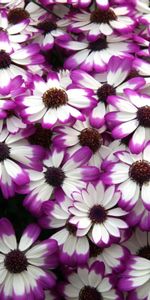 Flowers,Bright,Petals,Cineraria,Multicolored