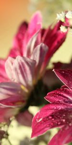 Flowers,Bright,Petals,Drops,Macro