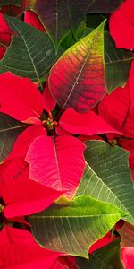 Flores,Hojas,Brillante,Poinsettia