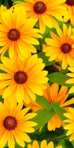 Flowers,Bright,Rudbeckia,Rudbekia