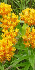 Flowers,Bright,Small,Greens