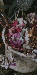 Flowers,Bucket,Violet,Hydrangea,Purple