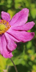 Flowers,Bud,Anemone,Petals,Flower