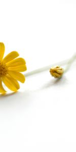 Flowers,Bud,Background,Flower