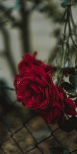 Flowers,Bud,Blur,Smooth,Fence,Rose,Rose Flower