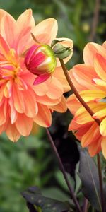 Flowers,Bud,Blur,Smooth,Flower Bed,Flowerbed,Dahlias,Close Up