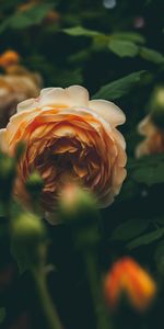 Flowers,Bud,Blur,Smooth,Garden Rose